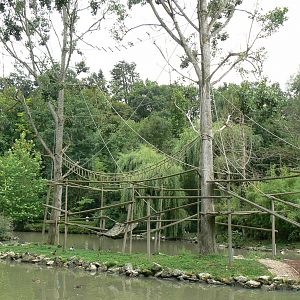 Eastern black and white colobus monkeys island