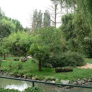 Ring-tailed lemurs and black and white ruffed lemurs island