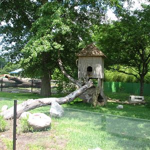 Temporary Red Panda Exhibit