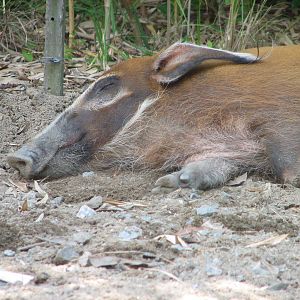 Red River Hog