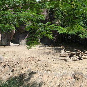 Red River Hog Exhibit