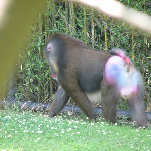 Mal Mandrill