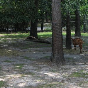 Bongo, Crowned Crane and Egyptian Goose Paddock