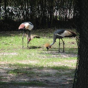 East African Crowned Cranes