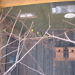 Black Masked Love Birds