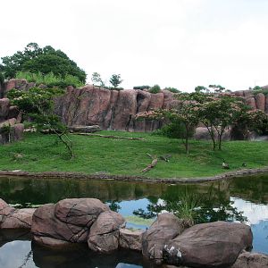 Lion Exhibit