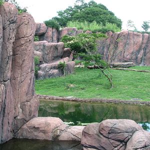 Lion Exhibit