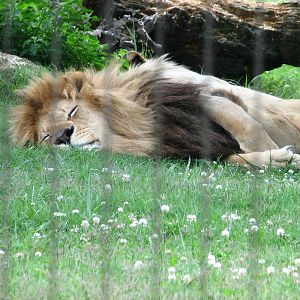 Sleepy Lion