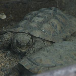 Pancake Tortoise in the Tsodillo Hills Exhibit