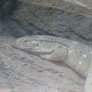 White Throated Monitor in the Tsodillo Hills