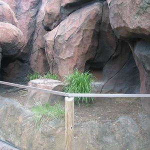 Fennec Fox in the Tsodillo Hills