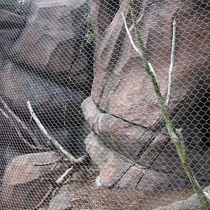 Rock Hyrax in the Tsodillo Hills