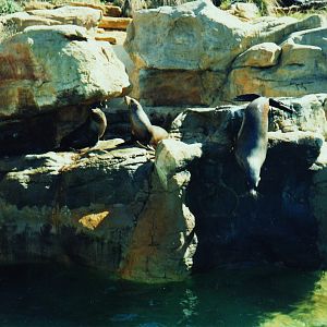 Old Taronga Zoo Photo February 1990 - Seals