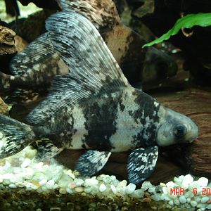 Chinese high fin banded shark