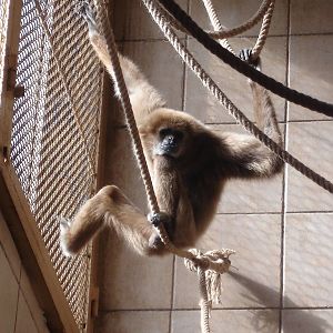 Lar Gibbon - male Robinson