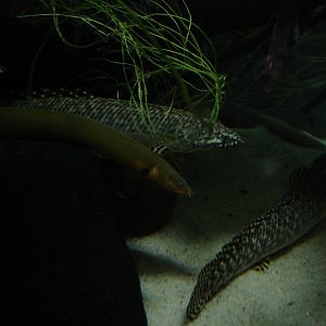 Reedfish and ornate bichirs