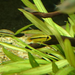 Otocinclus vittatus and Apistogramma agassizi