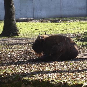 Wisent