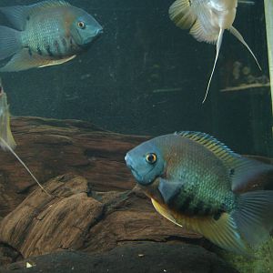 Flag cichlid and Redhead severum(Heros Sp. Rotkeil)