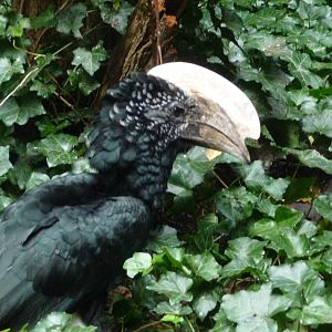 Silvery-cheeked Hornbill