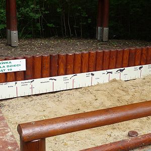 Can You Jump Like A Kangaroo?