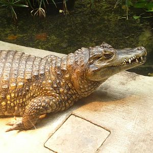 Spectacled Caiman
