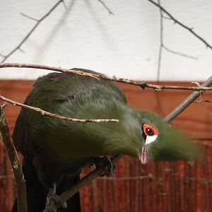 Guinea Turaco