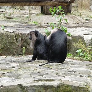 Lion-tailed Macaques