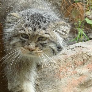 Pallas cat