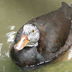 White-winged Wood Duck