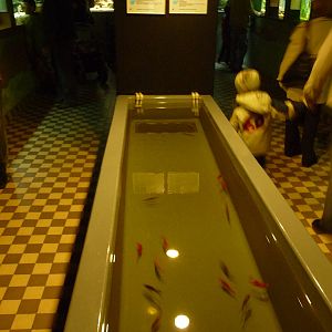 Inside aquarium