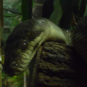 Amethystine python