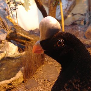 Northern Helmeted Curassow