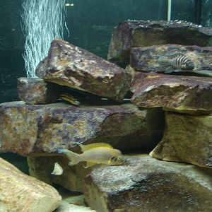 African cichlids