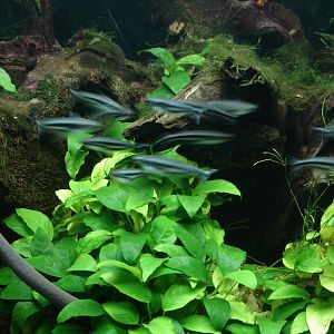 African Glass Catfish and Typhlonectes