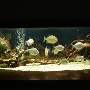 Metynnis hypsauchen and Myleus Rubripinnis