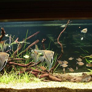 Bleeding Heart Tetras, Spotfin Hatchetfish and Pterophyllum Scalare (Manaca