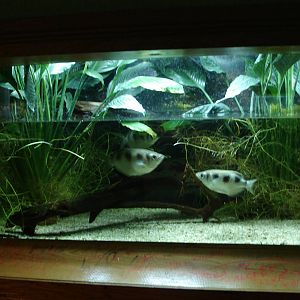 Archerfish