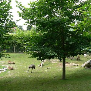 South american pampa exhibit - general views