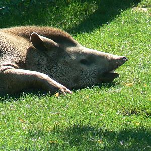 South american pampa exhibit
