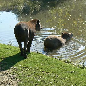 South american pampa exhibit