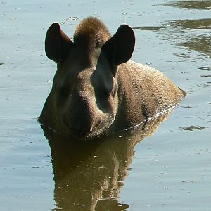South american pampa exhibit