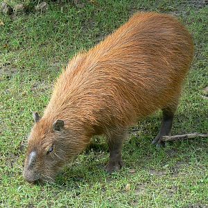 South american pampa exhibit