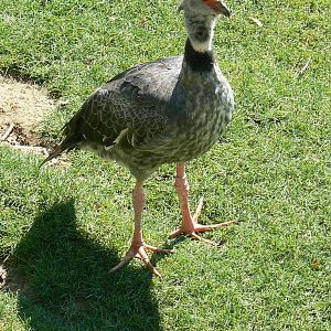 South american pampa exhibit