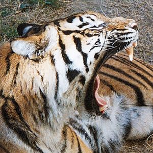 i think i need to see a dentist