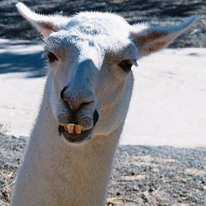 another animal that needs to go to the dentist