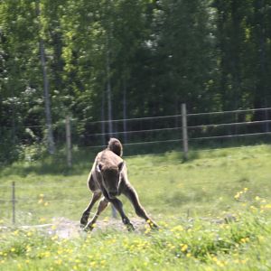 European Bison Avesta Visentpark