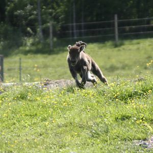 European Bison Avesta Visentpark