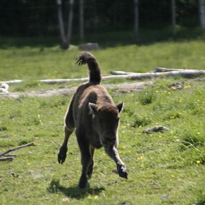 European Bison Avesta Visentpark