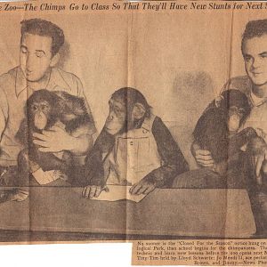 Chimpanzee training, circa early 1950s